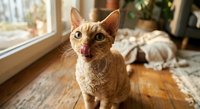 Orange tabby cat with open mouth sitting on wooden floor by window in cozy home interior with natural sunlight and Christmas tree in background.