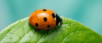 Orange ladybug with black spots resting on green leaf surface with water droplets. Macro nature photography showing insect detail for garden and wildlife themes.