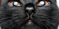 Close-up portrait of gray cat face with striking orange eyes and pink nose showing detailed whiskers and fur texture for pet photography and animal themes.