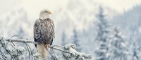Majestic bald eagle perched on frost-covered branch with snowy forest backdrop, symbolizing wildlife, nature, and winter wilderness for editorial and conservation projects.