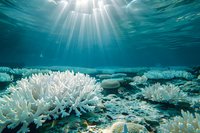 Bleached coral reef underwater with sunlight rays penetrating ocean surface, showing environmental impact of climate change on marine ecosystem.