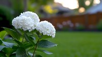 White hydrangea flowers blooming in summer garden with soft bokeh background and green lawn, natural outdoor floral scene with copy space for text.