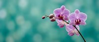 Pink orchid flowers blooming on branch against soft turquoise background creating peaceful spa atmosphere for wellness and relaxation themes.