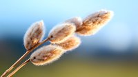 Soft fluffy cattail plants against blurred natural background in golden sunlight, macro photography showing delicate texture and warm tones of dried reed heads.