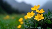 Bright yellow buttercup flowers blooming in mountain meadow with water droplets on petals and leaves creating natural spring landscape for botanical designs.