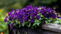 Vibrant purple campanula flowers cascading over rustic wooden fence in garden setting, creating natural floral border with soft bokeh background effect.