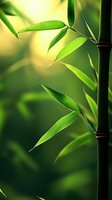 Fresh green bamboo leaves and dark stem against soft bokeh background, creating zen atmosphere for wellness and spa designs.