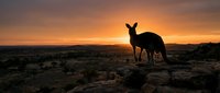 Kangaroo silhouette against dramatic sunset sky in Australian outback landscape with rocky terrain and desert vegetation creating wildlife photography moment.