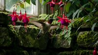 Tiny hummingbird hovering near vibrant pink fuchsia flowers in lush garden setting with moss-covered stones and soft natural lighting.