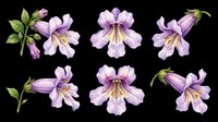 Purple trumpet flowers set isolated on transparent background, ready for stickers, t-shirt design, sublimation, print on demand, and clipart projects.