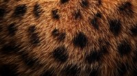 Close up of brown and black spotted animal fur texture showing natural pattern and soft hair detail. Macro photography reveals intricate wild cat markings.