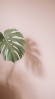 Monstera leaf with natural shadow against soft pink wall creating minimalist tropical aesthetic for interior design and botanical decor projects.