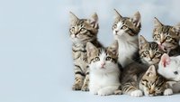 Group of adorable tabby and white kittens sitting together on white background, perfect for pet adoption campaigns and animal welfare promotions.