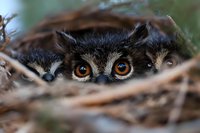 Curious owl with bright orange eyes peering through nest branches in close-up view, creating mysterious and engaging wildlife photography composition.