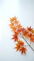 Autumn maple branch with vibrant orange and red leaves on white background for seasonal design projects and fall decorations.