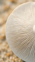 Close-up macro shot of white mushroom gills showing detailed radial pattern and natural texture in soft natural lighting for botanical and nature photography.