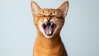 Ginger cat yawning or laughing with closed eyes against light background, showing teeth and tongue in expressive facial expression. Funny emotional pet portrait.