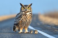 Great horned owl standing on asphalt road with two tiny mice, dramatic wildlife scene against blurred natural background in soft morning light.