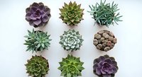 Flat lay of nine colorful succulent plants arranged in a grid on a white background, showcasing variety of shapes and tones.