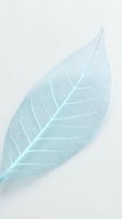 Delicate pale turquoise leaf skeleton isolated on white background, showcasing intricate vein details. Suitable for botanical designs, wellness graphics, and minimalist decor projects.