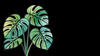 Tropical monstera plant with vibrant green leaves on black background for modern botanical design and home decor projects.