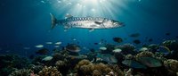 Mackerel swimming above coral reef with sunlight filtering through ocean water, suitable for marine life, wildlife, nature, and aquatic environment projects.