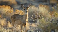 Young mule deer doe standing alert in golden desert brush during sunset, showcasing wildlife in natural habitat.