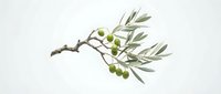 Olive branch with green fruits and leaves isolated on white background, ready for design projects, packaging, culinary graphics, and botanical illustrations.