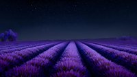 Vibrant purple lavender field stretching to horizon under starry night sky, creating dramatic perspective with parallel rows of fragrant blooms.