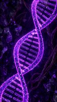 Glowing DNA double helix structure with neon purple and magenta illumination against dark background, representing genetic research, biotechnology, and molecular science applications.