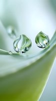 Crystalline water drops on soft green leaf surface create delicate macro photography composition with natural light reflections and gentle bokeh effect.