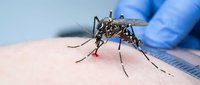 Aedes aegypti mosquito feeding on human skin with medical gloved hand nearby for disease research and vector control studies in laboratory setting.