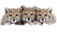 Three adorable cheetah cubs lying together on white background, isolated wildlife babies with spotted fur and bright eyes for design projects.