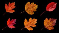 Autumn maple leaves in various shades of red, orange, and gold isolated on transparent background. Ready for t-shirt designs, clipart, stickers, sublimation, print-on-demand products and digital crafts.