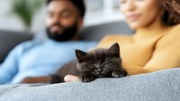 Adorable gray kitten sleeping peacefully on couch with happy multiethnic couple relaxing together in modern living room creating cozy family atmosphere at home.