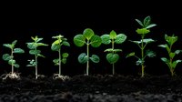 Young green seedlings growing in soil showing plant growth stages and development process against black background, gardening and agriculture concept.