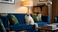 Long-haired white cat sitting on blue velvet sofa in modern living room with warm lighting, decorative pillows, wooden shelving, and contemporary furniture for home decor and pet lifestyle content.
