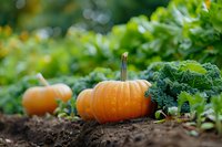 Fresh orange pumpkins growing in organic garden bed among green kale leaves and rich soil, natural autumn harvest scene with soft bokeh background.