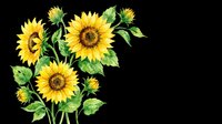 Watercolor sunflowers with green leaves and buds, isolated on transparent background, ready for t-shirt design, stickers, clipart, print on demand, and sublimation projects.
