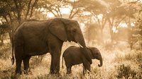 African elephant mother with baby calf walking together in golden sunset light through savanna grassland with acacia trees creating warm family bond moment.
