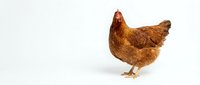 Brown hen chicken standing on white background isolated for poultry farm agriculture design and livestock educational materials.