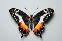 Striking orange and black butterfly with white spots and distinctive wing pattern isolated on gray background, suitable for nature and wildlife designs.