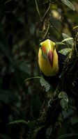 Colorful toucan with bright yellow chest and rainbow beak perched on moss-covered branch in lush tropical rainforest canopy for wildlife photography.