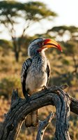 Red-billed hornbill perched on weathered branch in African savanna landscape with acacia trees during golden hour sunset lighting for wildlife photography.