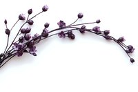 Delicate purple dried flowers on white background creating elegant botanical arrangement for wedding invitations and feminine design projects.