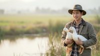 Male farmer in cowboy hat holding white ducks on rural farm with water pond and green fields, agricultural lifestyle and poultry farming concept for agribusiness and countryside living.