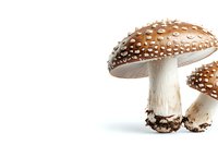 Spotted brown mushrooms with white dots on white background, amanita muscaria variety. Toxic wild forest fungi isolated with copy space for text.