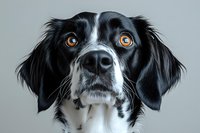 Close up portrait of black and white mixed breed dog with bright amber eyes looking directly at camera against light gray background.