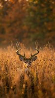 Majestic whitetail deer buck with large antlers standing in golden autumn grassland during warm evening light with blurred fall foliage background.