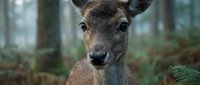 Young deer portrait in natural forest habitat with soft bokeh background for wildlife and nature photography projects.
